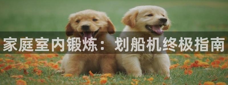 德国意昂3集团：家庭室内锻炼：划船机终极指南
