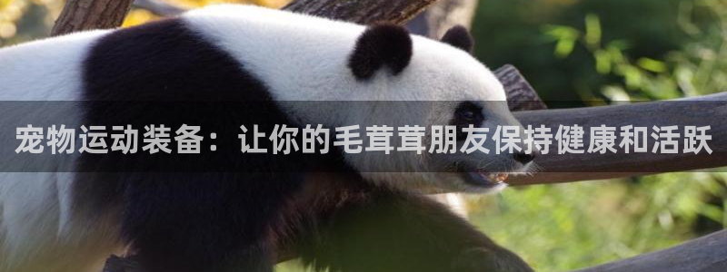 意昂3娱乐：宠物运动装备：让你的毛茸茸朋友保持健康和
