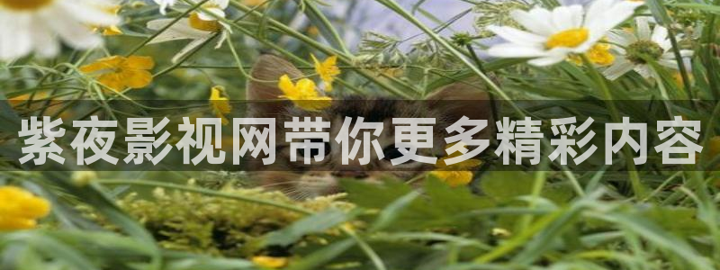 在线宅男视频